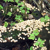 Lycoperdon pyriforme 'Pear-shaped Puffball'